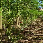 Jardin Tecina
