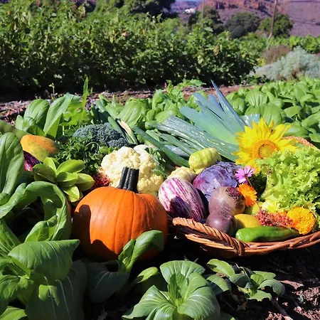 Hotel Jardin Tecina Playa de Santiago (Isla de la Gomera)
